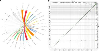 The Genomes of Two Strains of Taenia crassiceps the Animal Model for the Study of Human Cysticercosis